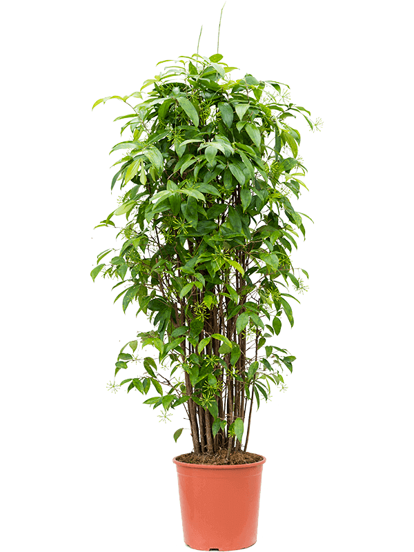 dracaena-surculosa