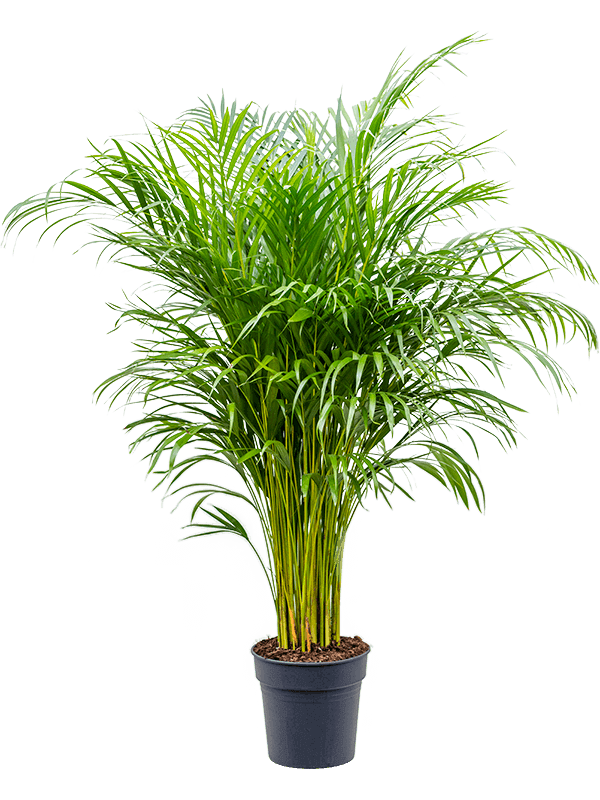 dypsis-areca