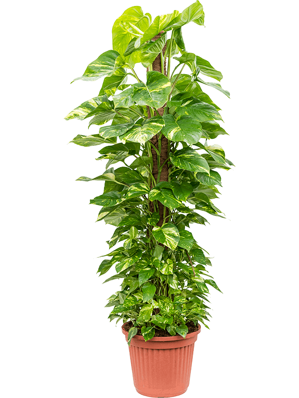 Epipremnum Aureum