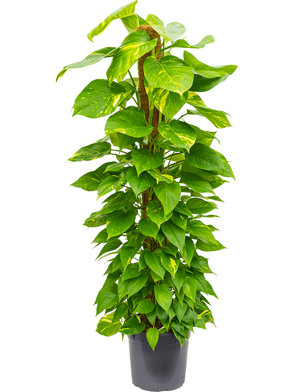epipremnum-aurem