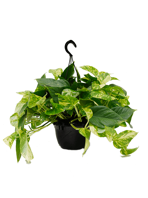 epipremnum-curgator