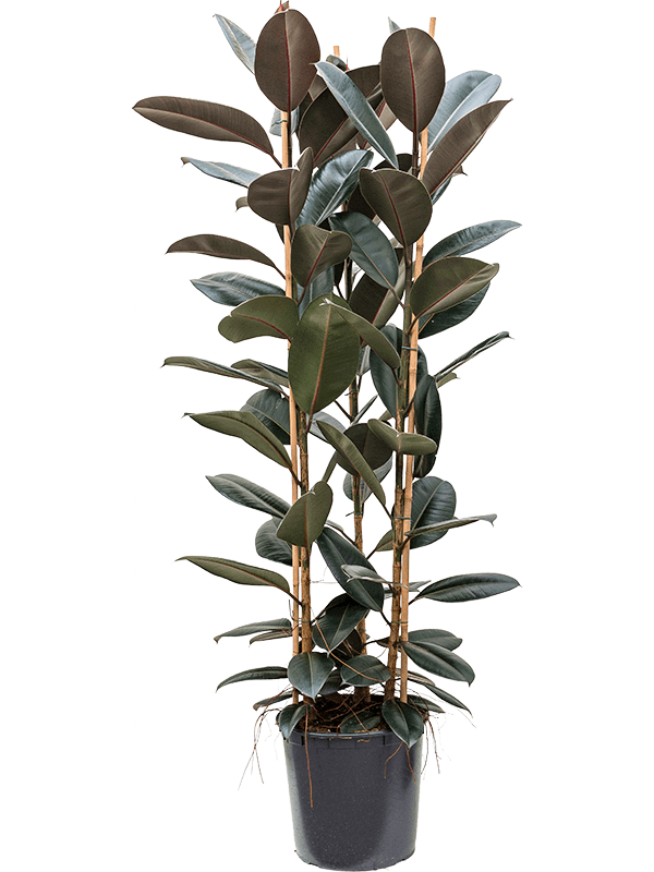 ficus-abidjan