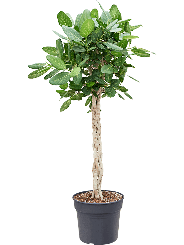 ficus-audrey