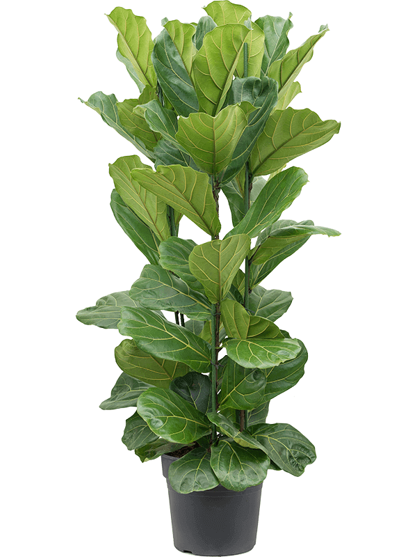 ficus-lyrata