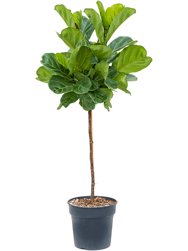 ficus-lyrata-tree