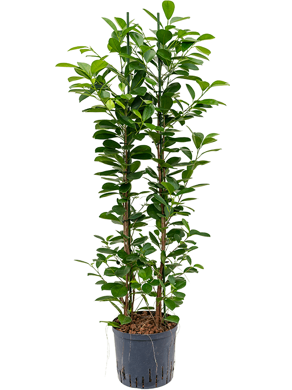 ficus-moclame