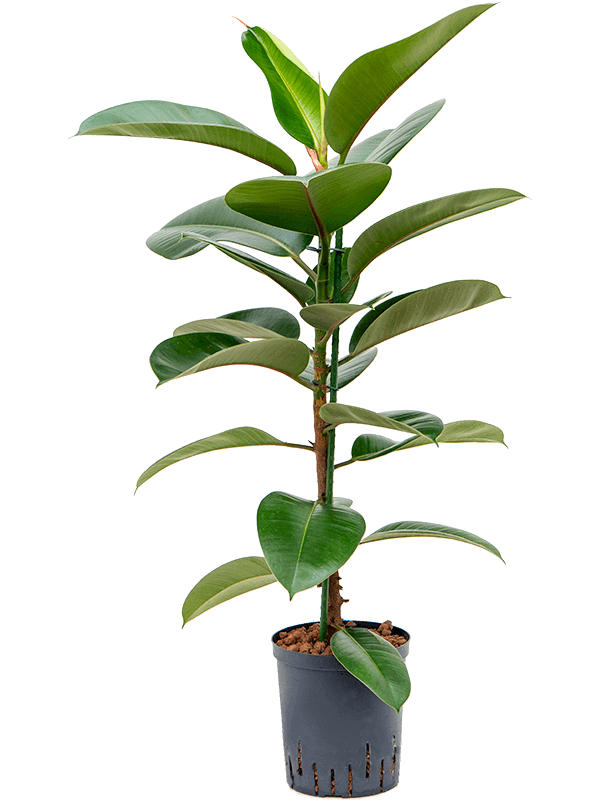 ficus-robusta