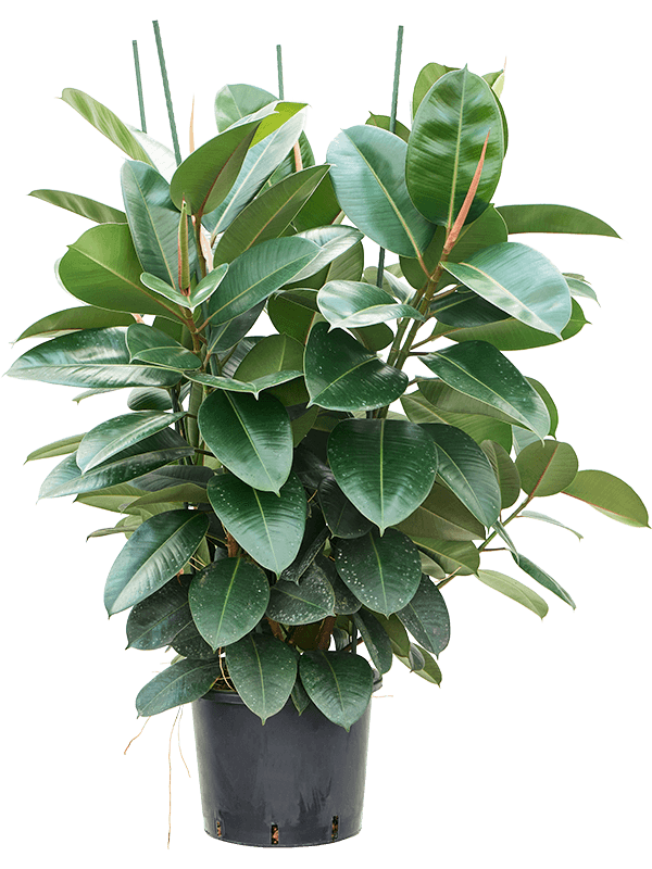 ficus-robusta-L
