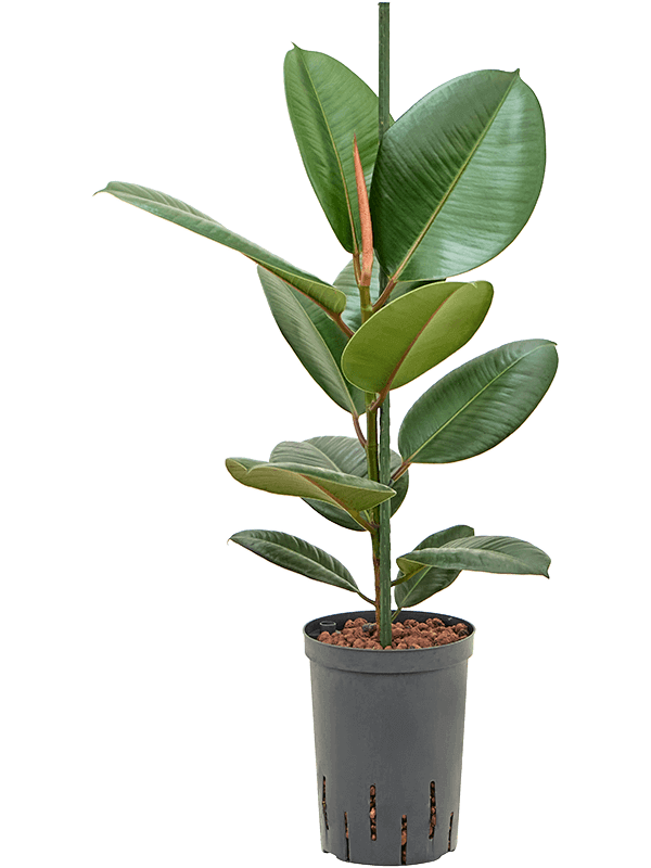 ficus-robusta-M