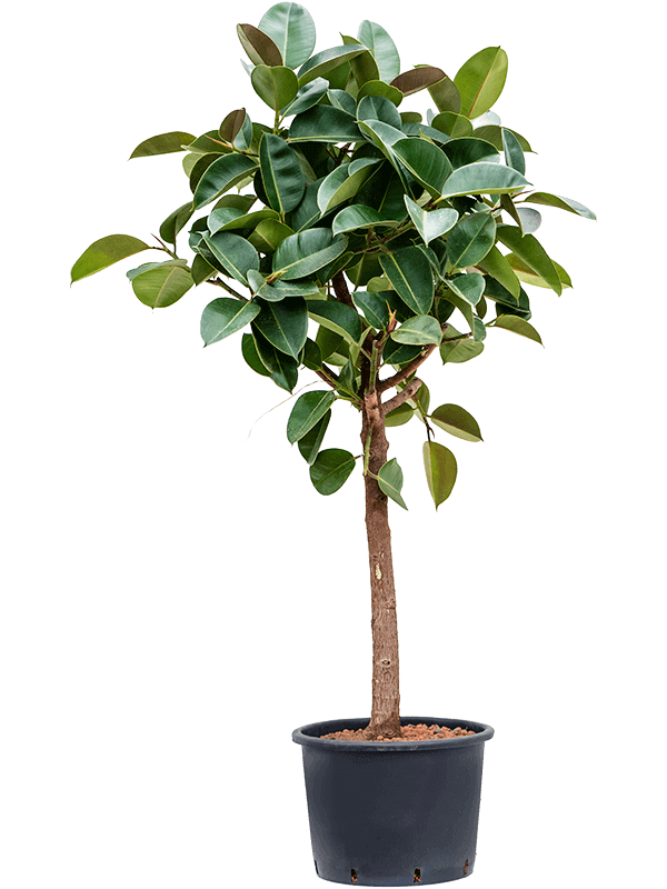 ficus-robusta-tree