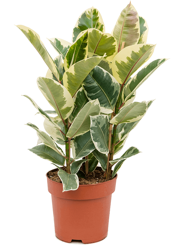 ficus-tineke