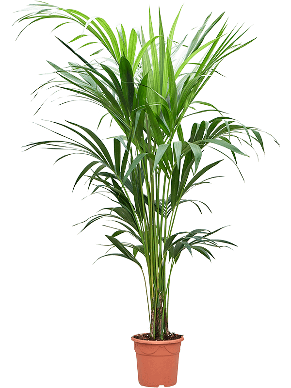 Howea forsteriana