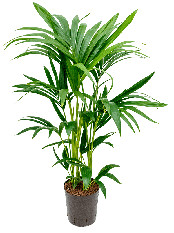 howea-forsteriana-M