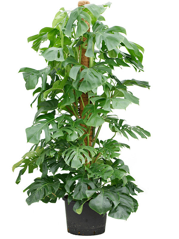 Monstera deliciosa agățătoare