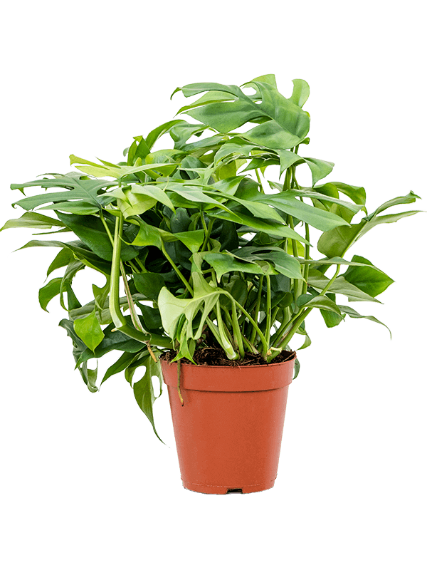 monstera-minima-M