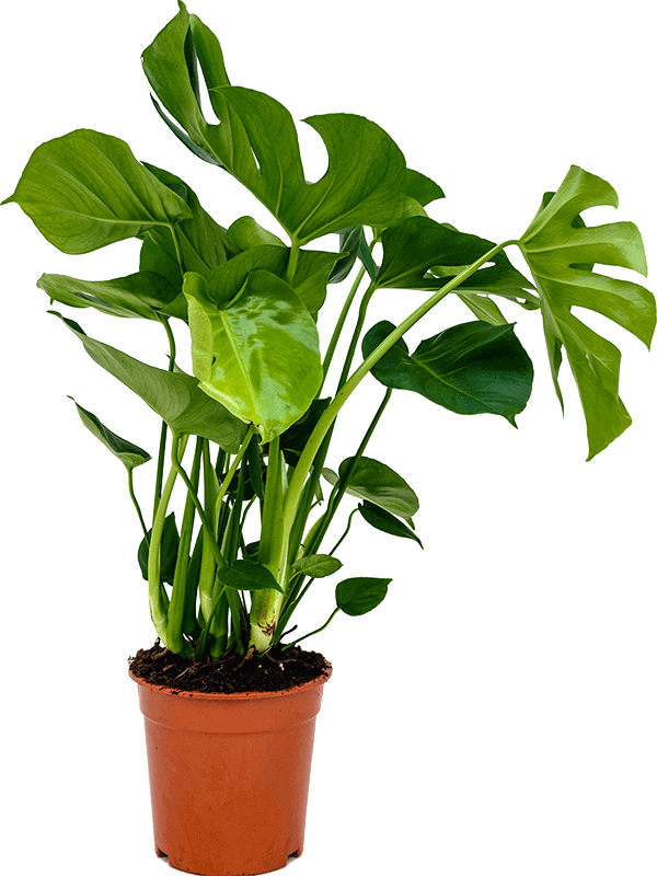 monstera