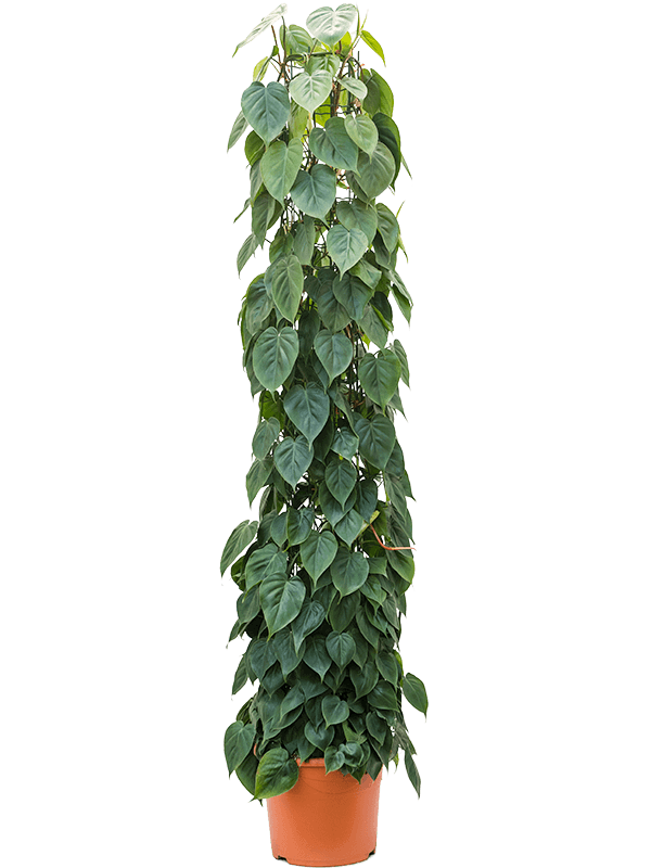 philodendron-
