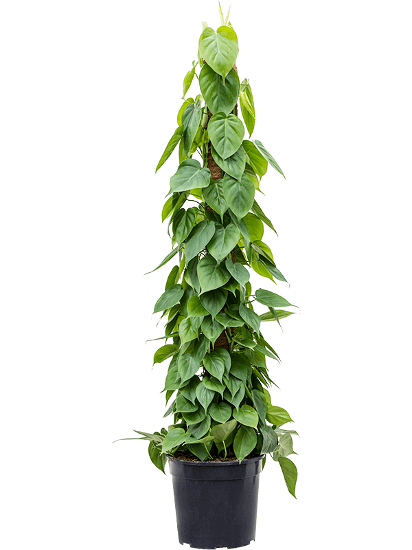 Philodendron scandens