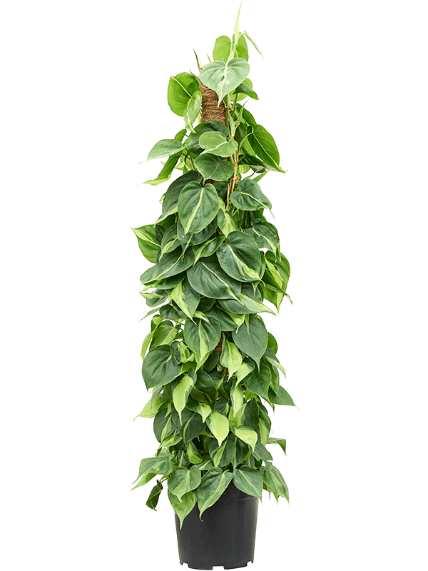 philodendron-brasil-l