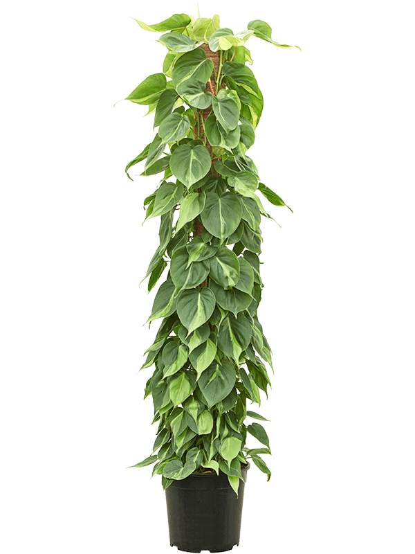 philodendron-scadens