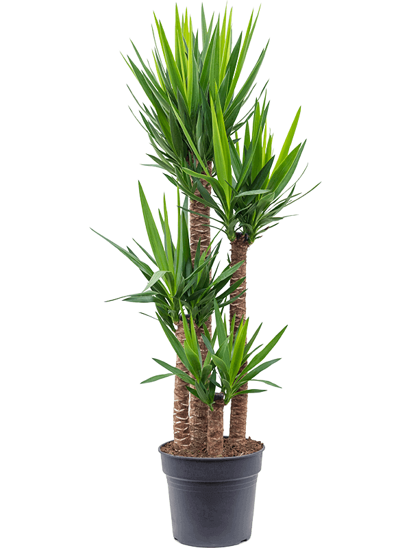 Yucca elephantipes (L)