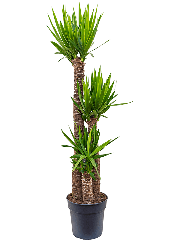 yucca