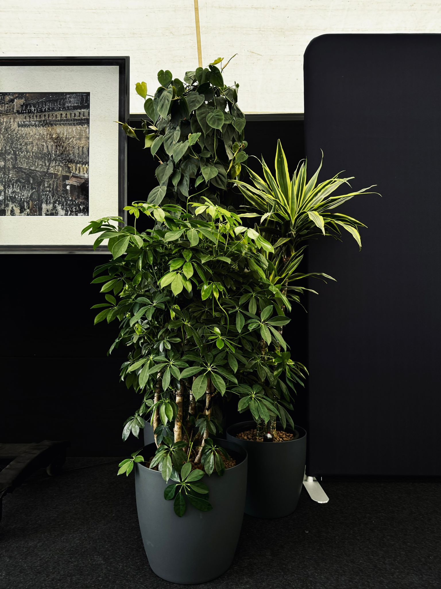 Plante naturale pentru zone de networking