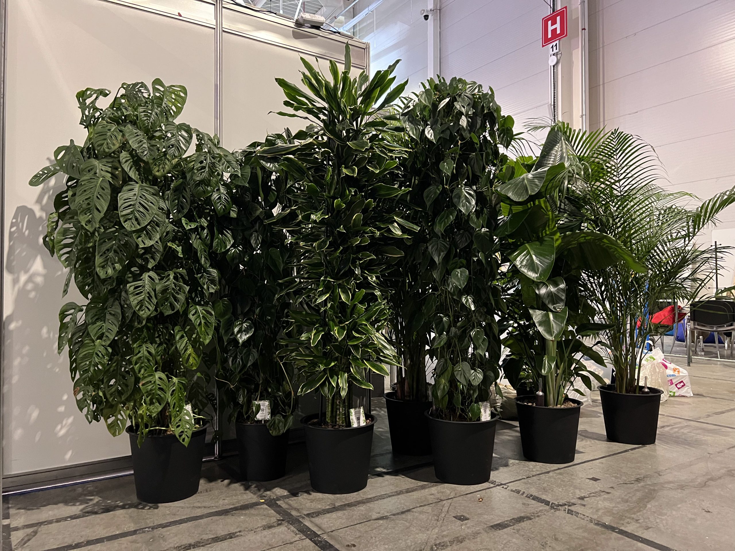 Amenajare Miss Green cu plante naturale pentru evenimente