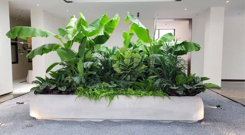 Separatoare cu plante naturale