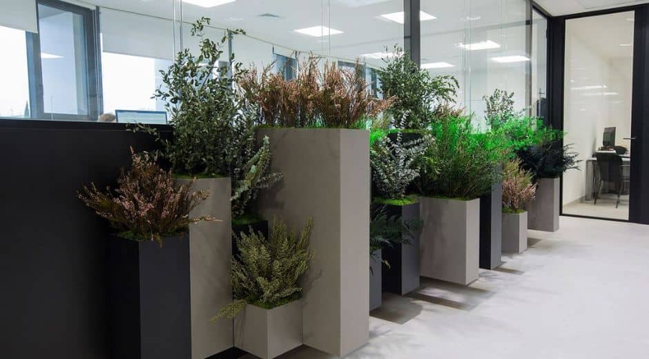 Închiriere plante birouri