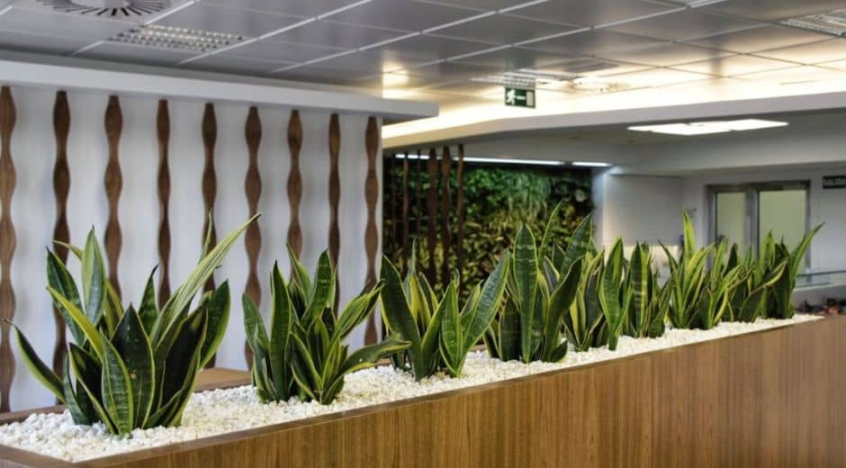 Plante decorative pentru birouri