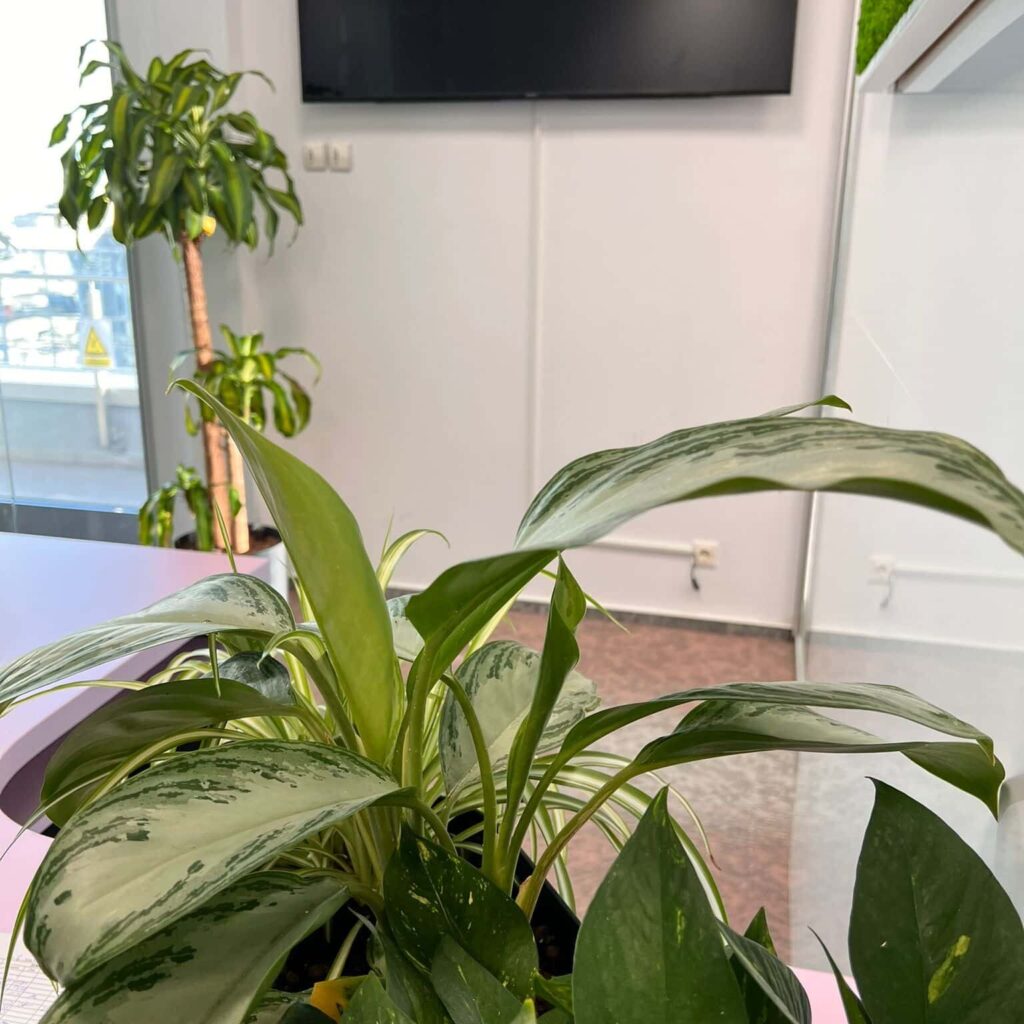 Plante naturale de interior îngrijite de echipa Miss Green într-un birou