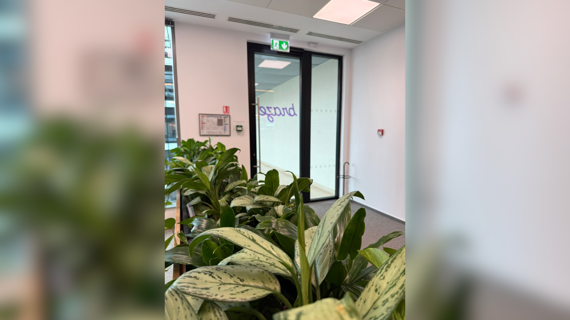 plante birouri mentenanta miss green