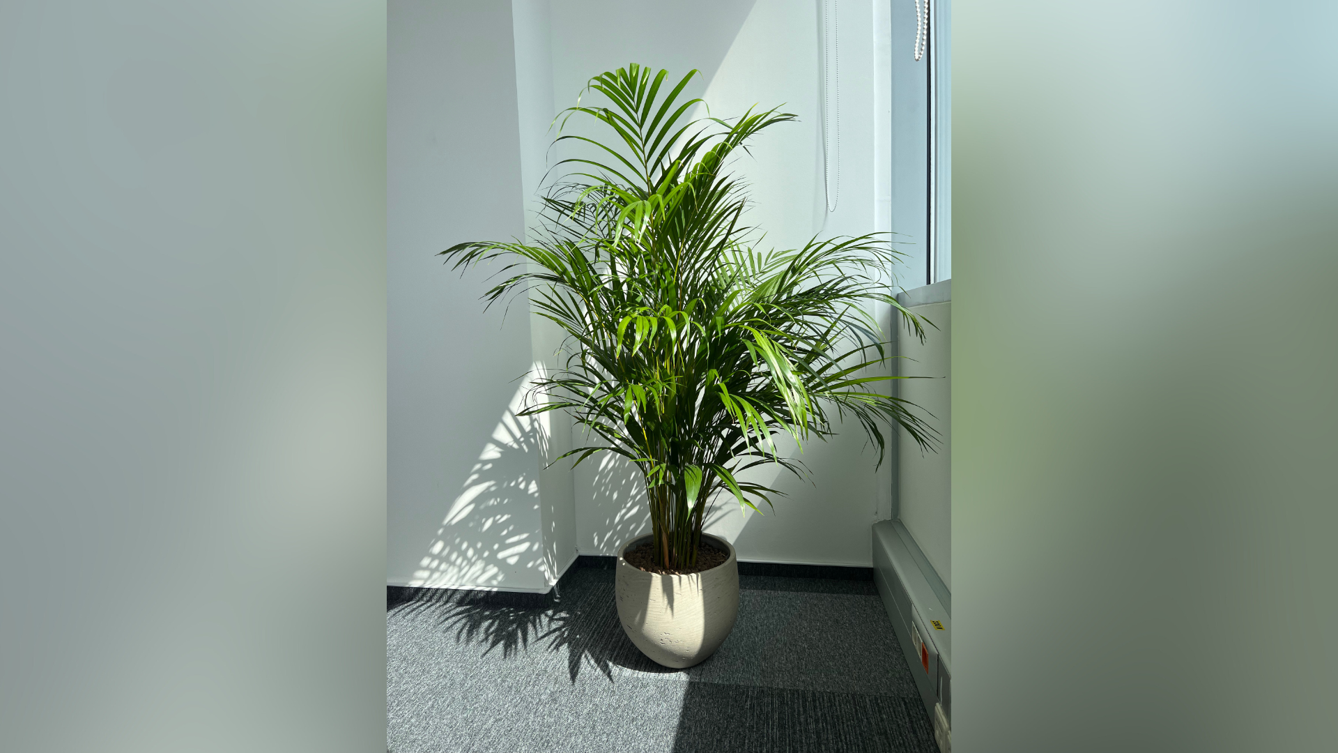 plante open space pentru birouri moderne si productive