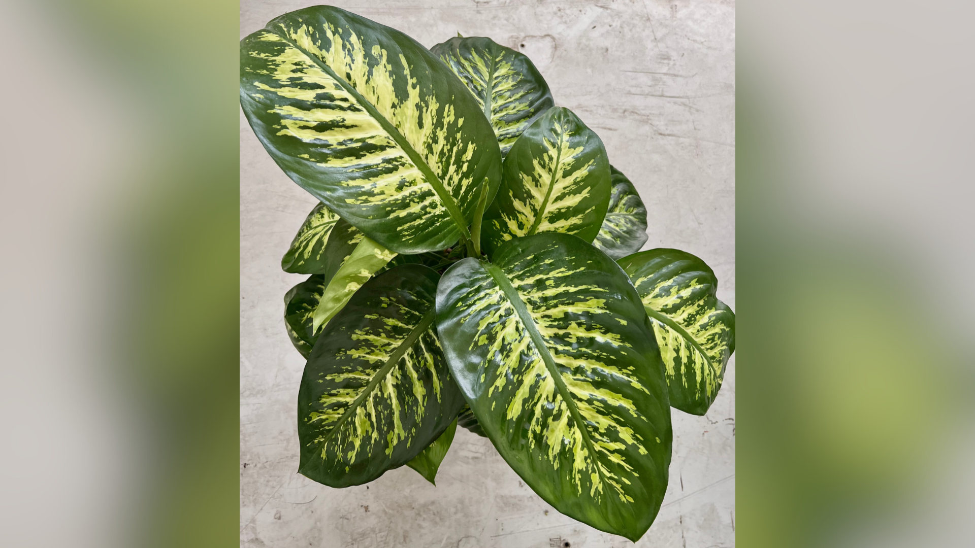 design verde birouri cu plante naturale pentru spatii corporate moderne