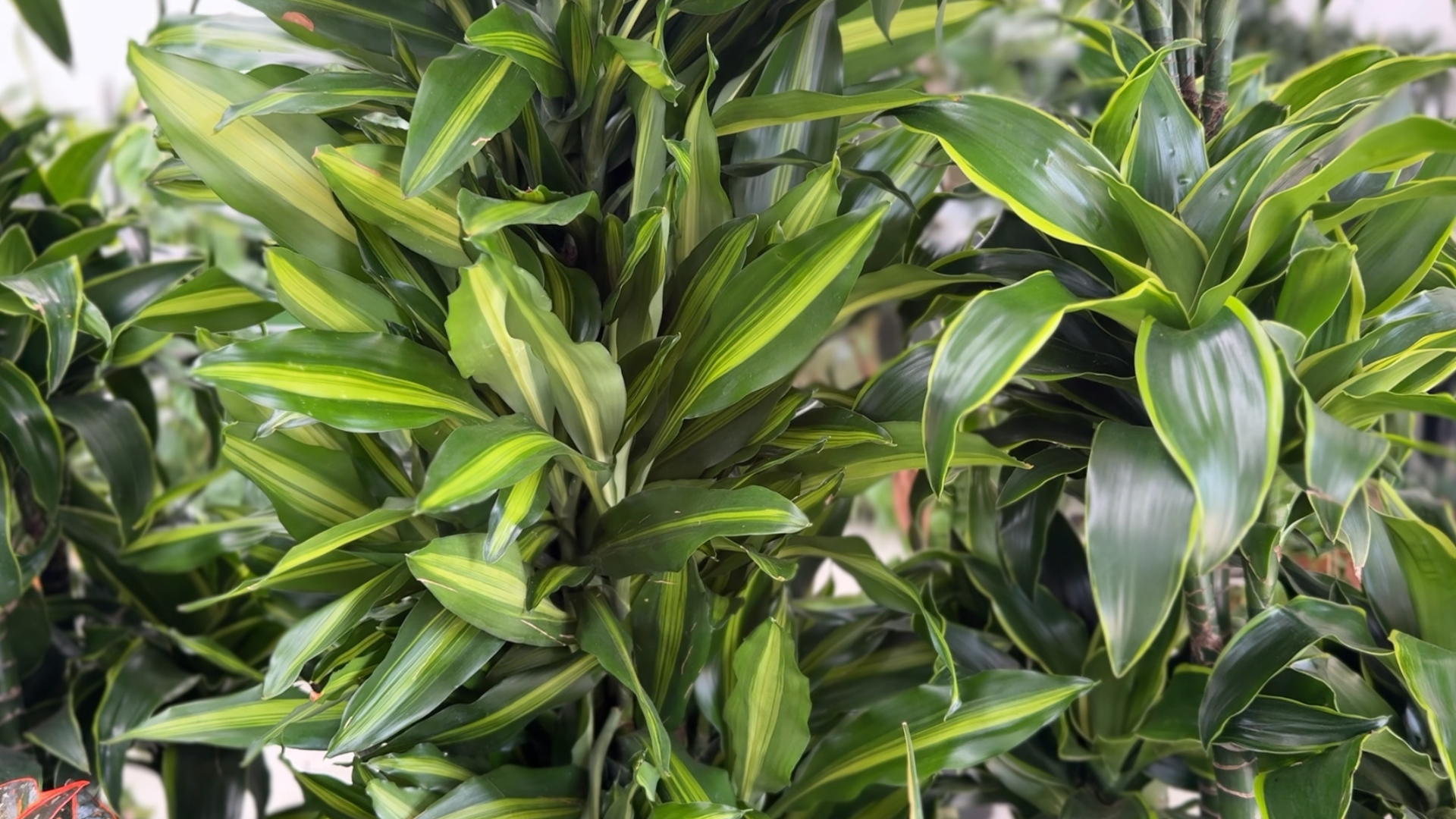 inchiriere plante zone comune pentru birouri si receptii corporate