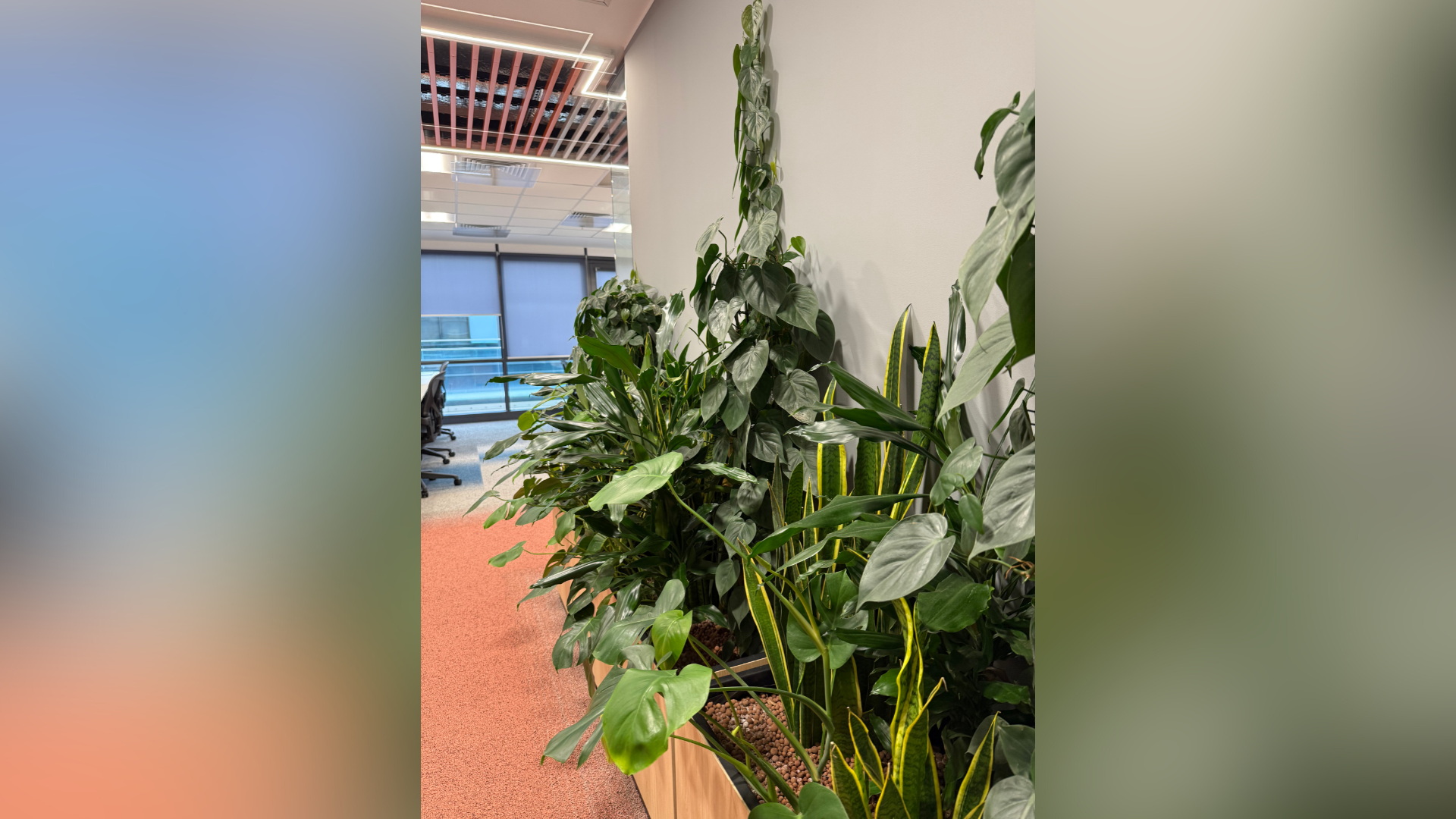inchiriere plante office Bucuresti pentru decor verde in birou modern