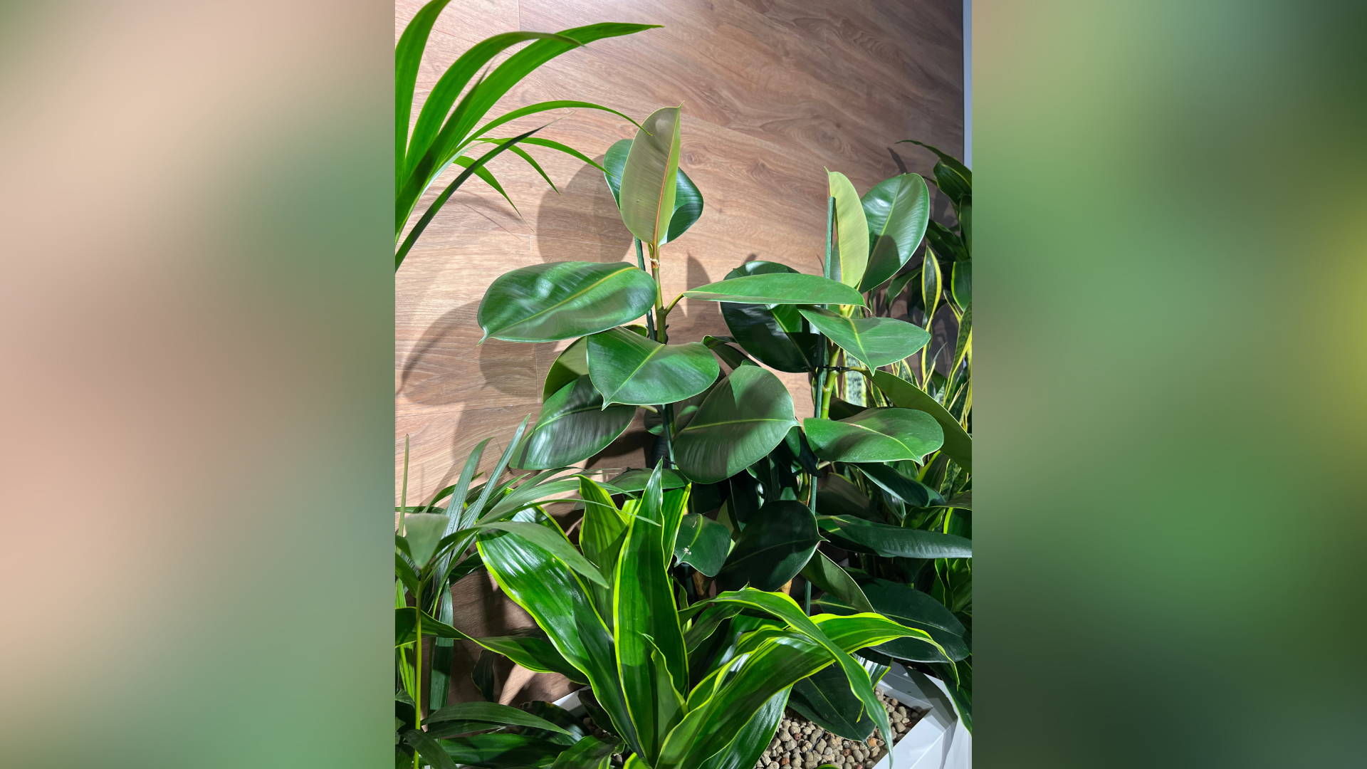 inchiriere plante firme mici pentru birou modern si elegant