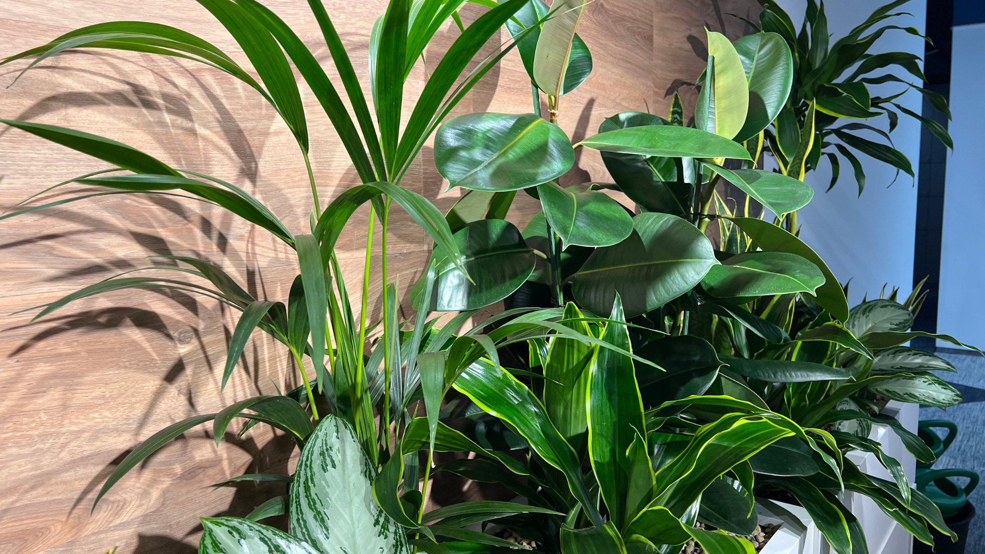 inchiriere plante birouri moderne pentru spatii corporate elegante