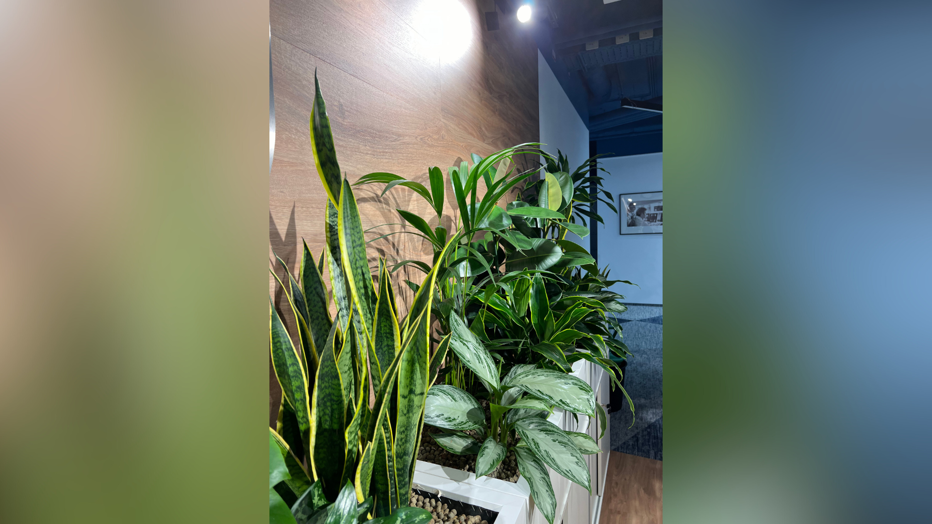 leasing plante corporate pentru birouri moderne si spatii de business