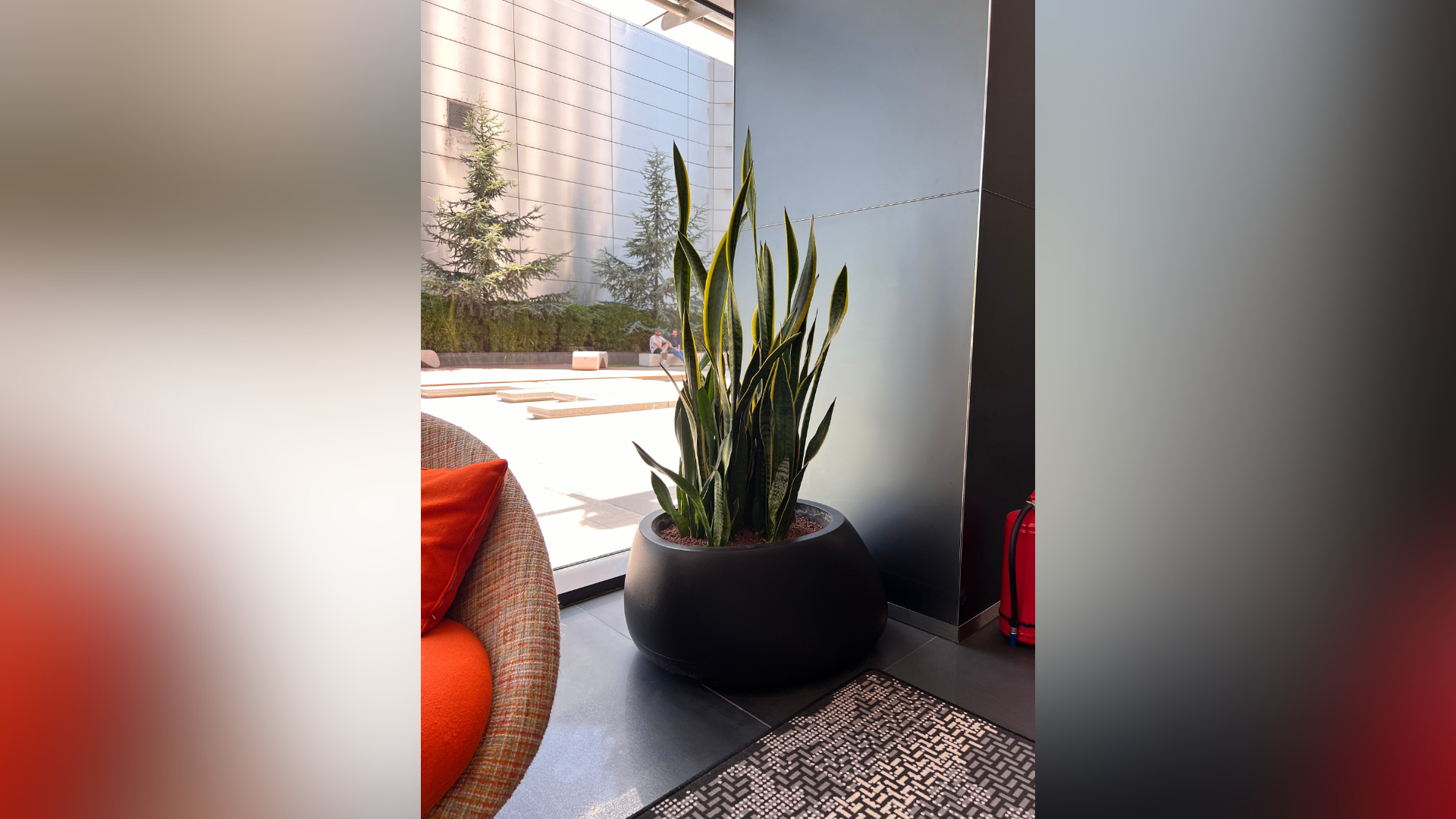 Amenajare verde birouri cu plante de interior intr-un open space modern