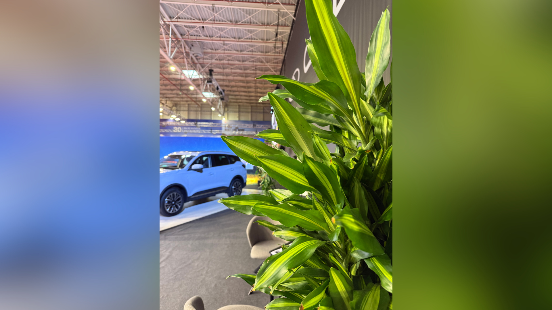 inchiriere plante decorative birouri pentru spatiu corporate modern