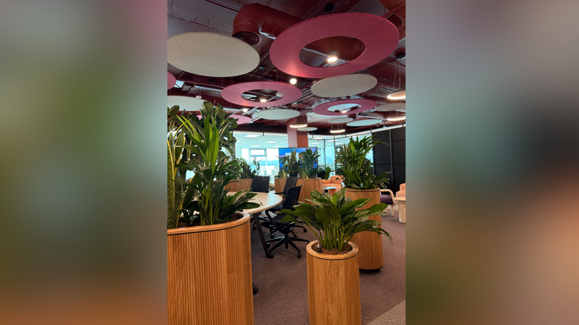 inchiriere plante spatii de lucru pentru birouri corporate moderne