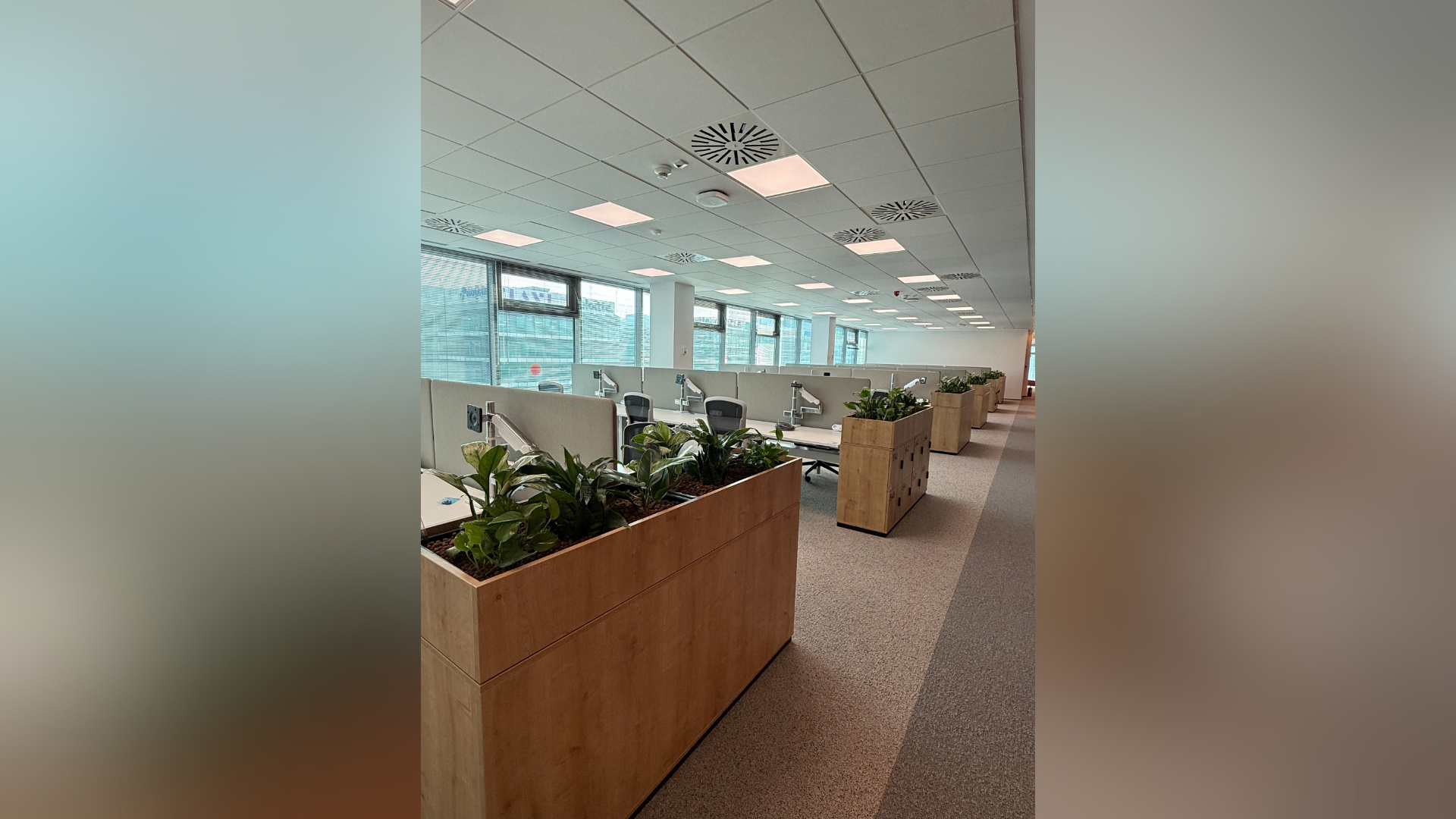 mentenanta plante birouri in spatiu corporate modern