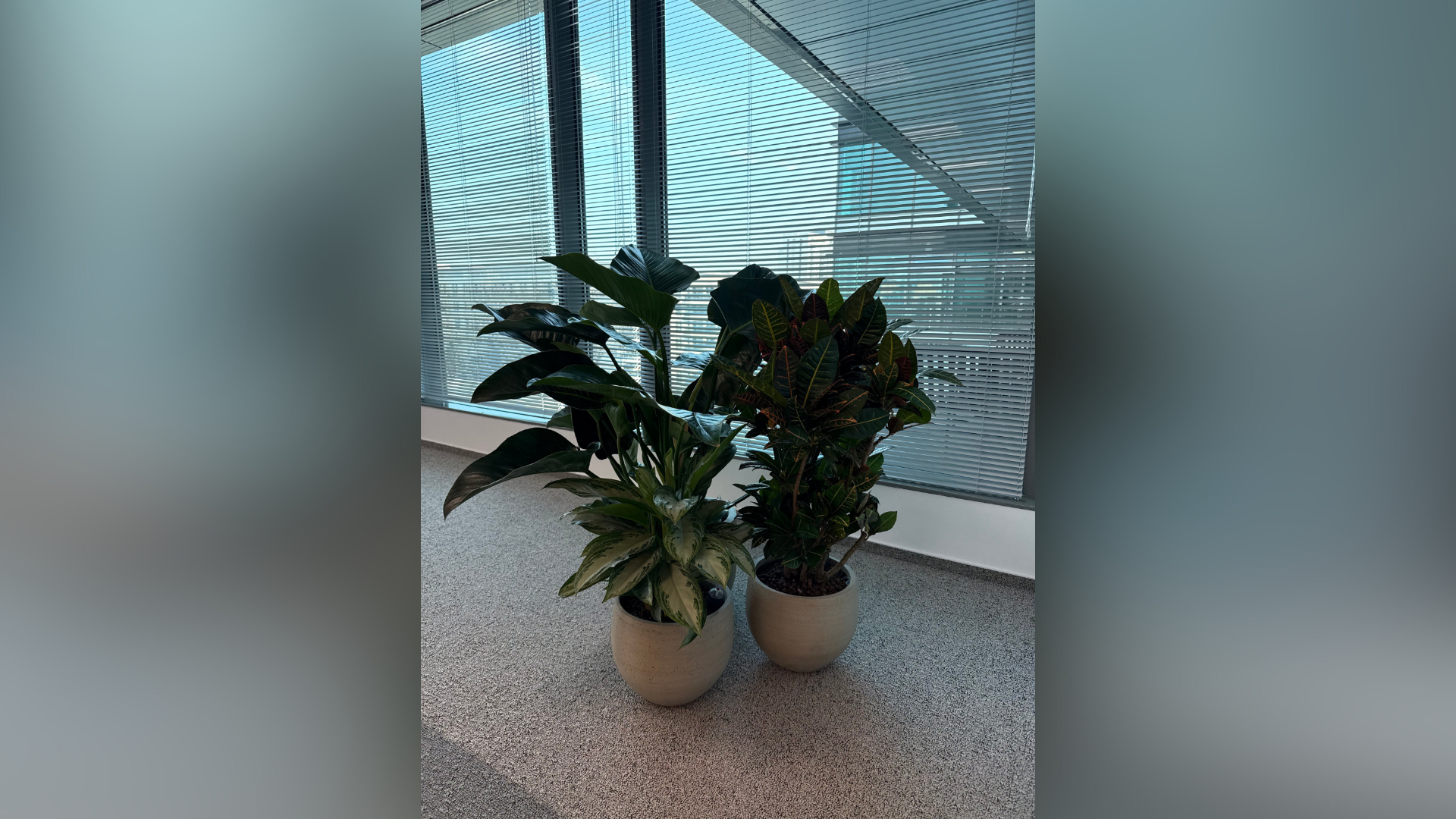 Plante birouri Otopeni integrate intr-un decor verde pentru business