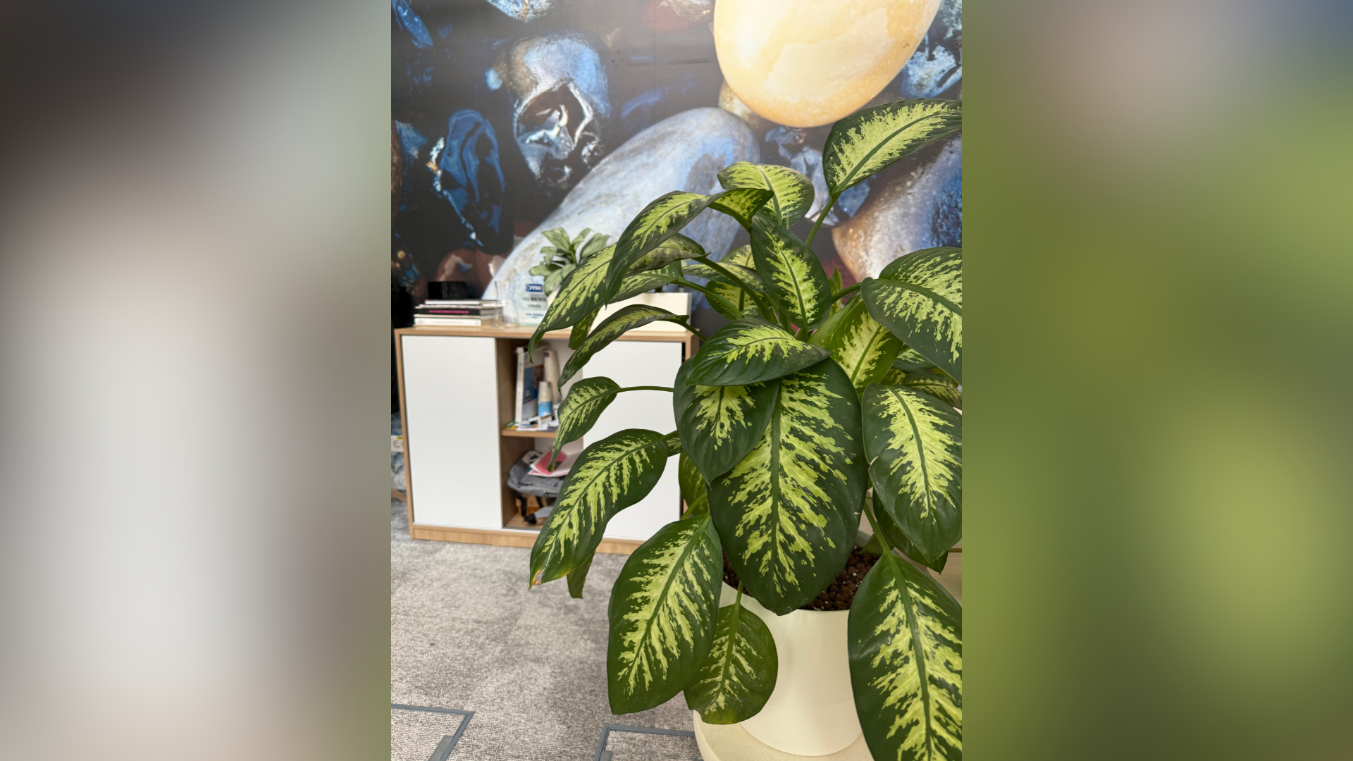 amenajare plante open space pentru birou modern
