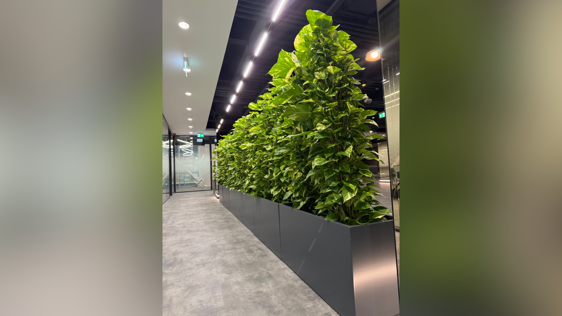 Inchiriere plante