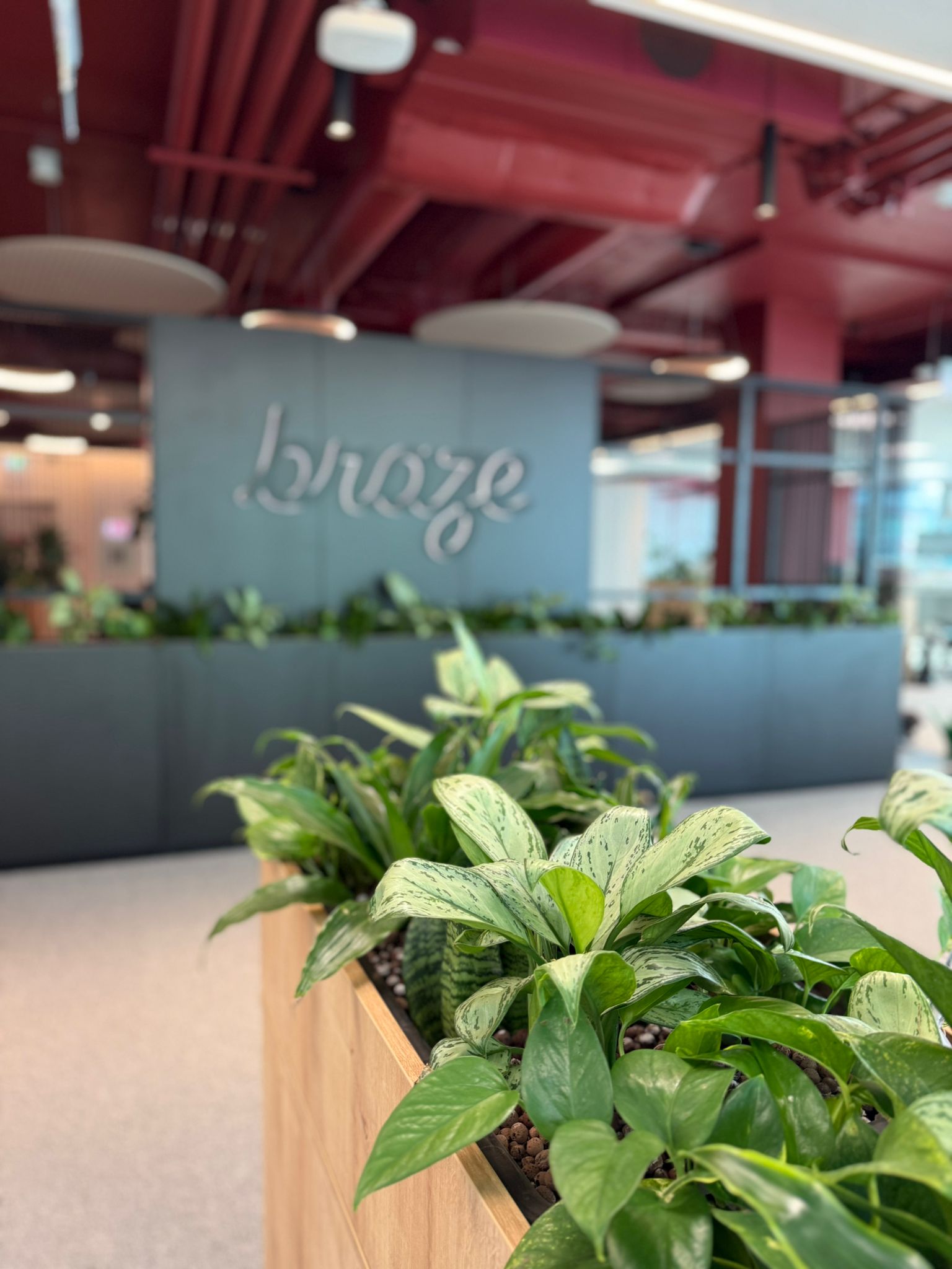 Plante naturale integrate într-un spațiu profesional
