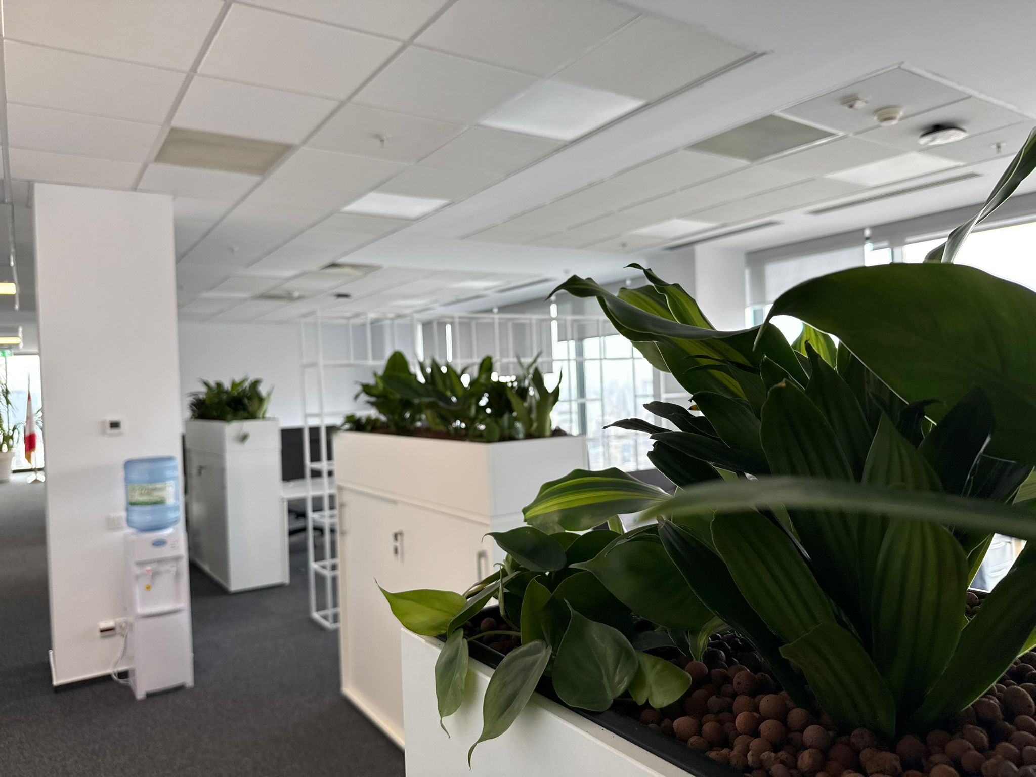 Amenajare Miss Green cu plante naturale într-un birou