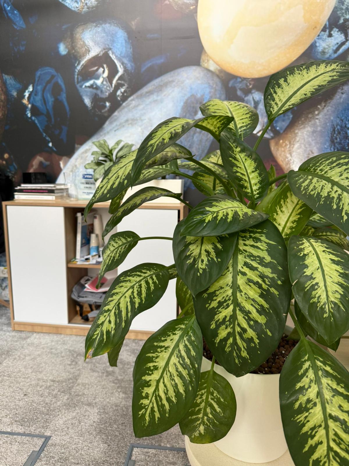 Amenajare cu plante pentru zonă de întâlniri